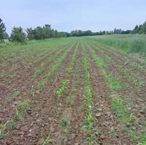 campo di mais maranello
